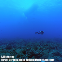 Diver in the Flower Gardens Banks Marine Sanctuary